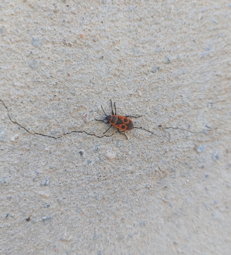 European Firebug