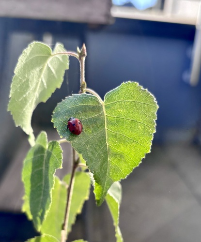 Seven-spotted Lady Beetle