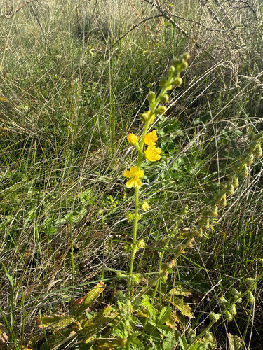common agrimony