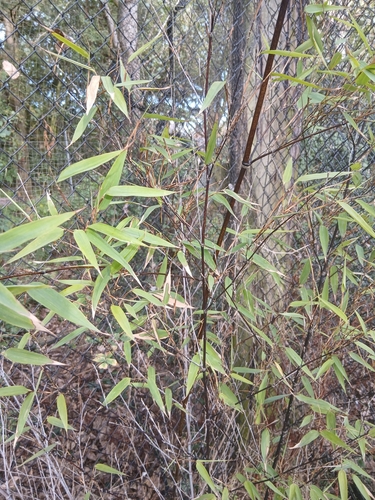 Black Bamboo