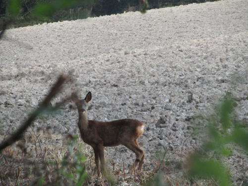 Western Roe Deer