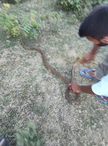 Oriental Rat Snake