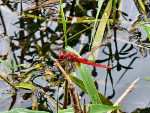 Scarlet Skimmer