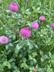 Trifolium pratense