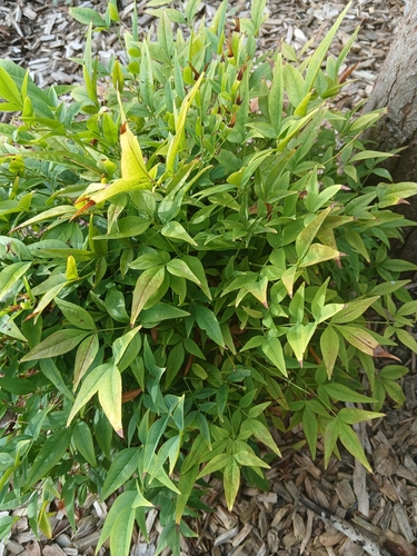 Heavenly bamboo