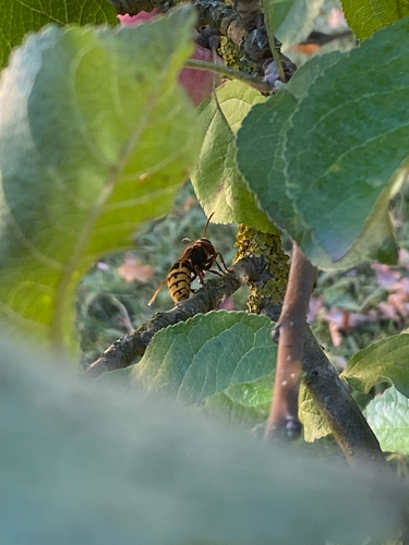 European Hornet
