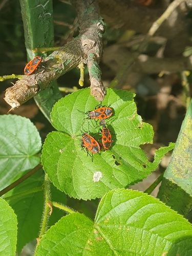 European Firebug