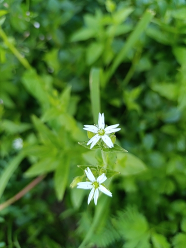 Stellaria aquatica, photograph 2