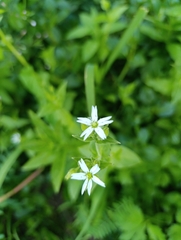 Stellaria aquatica, photograph (c) Jan Prokeš, some rights reserved (CC BY)