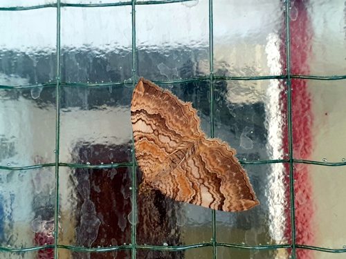 Yellow Shell Moth