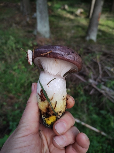 Slimy Spike