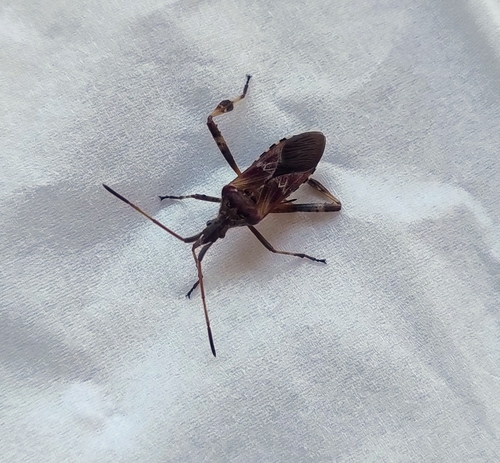 Western Conifer Seed Bug