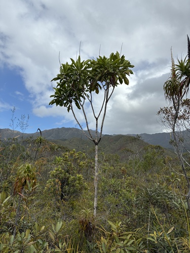 Myodocarpus involucratus observed 2026-09-26