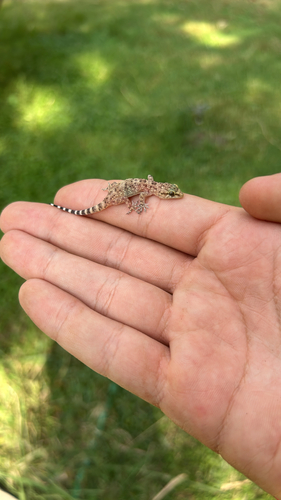 Mediterranean House Gecko