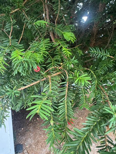 common yew