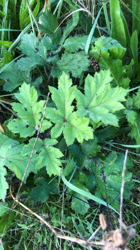 hogweed