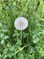 Taraxacum