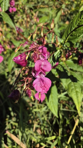 Himalayan balsam