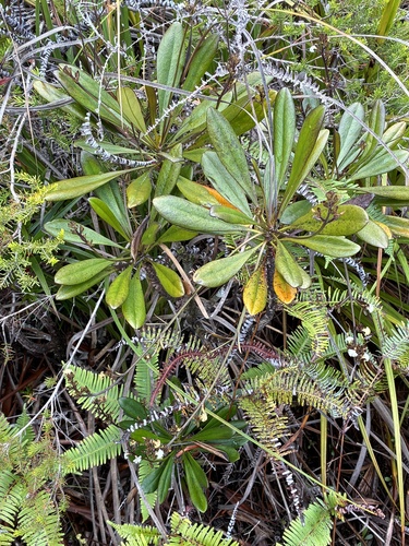 Scaevola beckii observed 2026-09-26