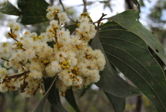 Acacia flavescens
