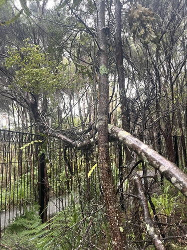 Knightia excelsa, photograph 2