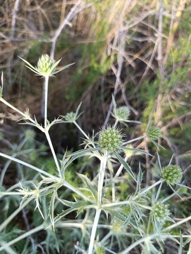 Eryngium campestre