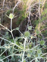 Eryngium campestre
