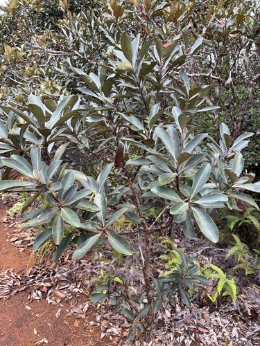 Tristaniopsis glauca observed 2026-09-26