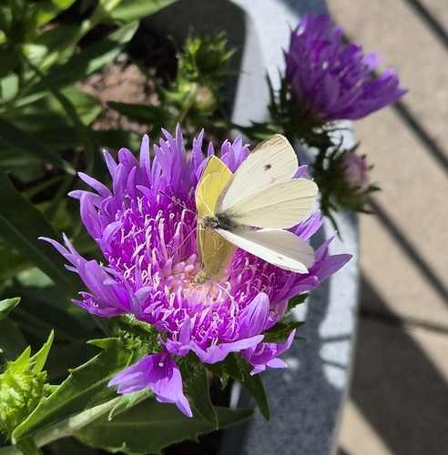 Small White