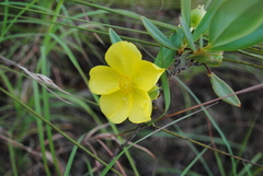 Hibbertia longifolia