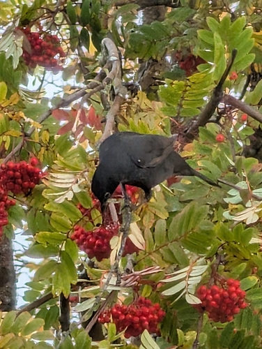 European mountain ash