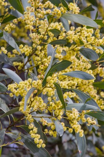 Acacia obliquinervia observed 2026-09-25