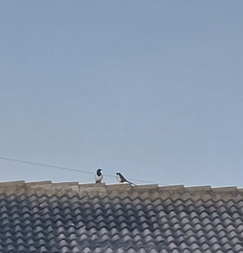 Eurasian Magpie