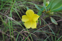 Hibbertia longifolia
