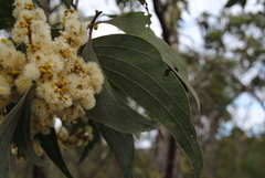 Acacia flavescens