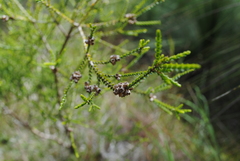Melaleuca uxorum