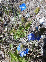 Magnoliopsida