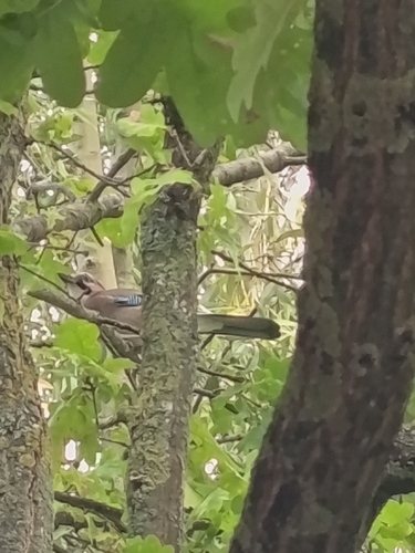 Eurasian Jay
