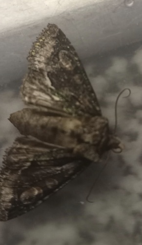 Green-brindled Crescent