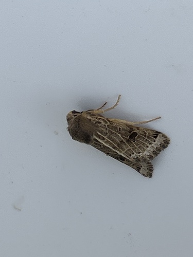 Lunar Underwing