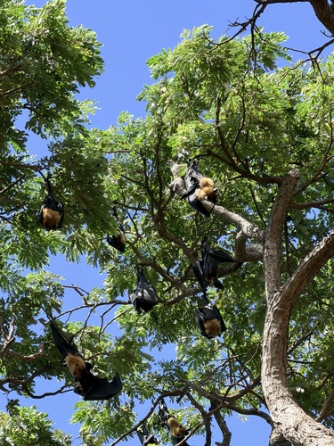 Indian Flying Fox