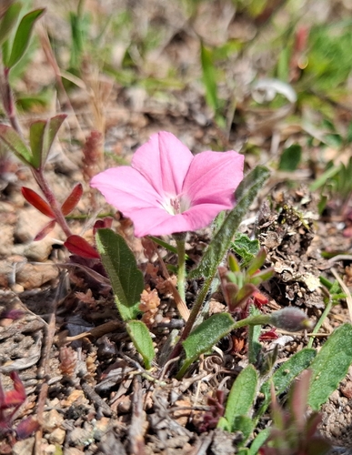Convolvulus angustissimus