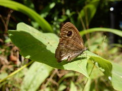 Ypthima horsfieldii humei