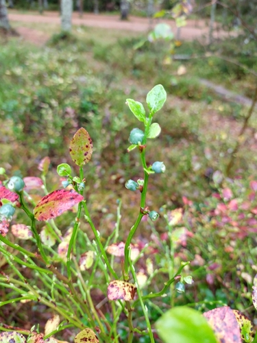 common bilberry