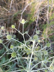 (c) Jan Prokeš, some rights reserved (CC BY) Eryngium campestre, photograph (c) Jan Prokeš, some rights reserved (CC BY)