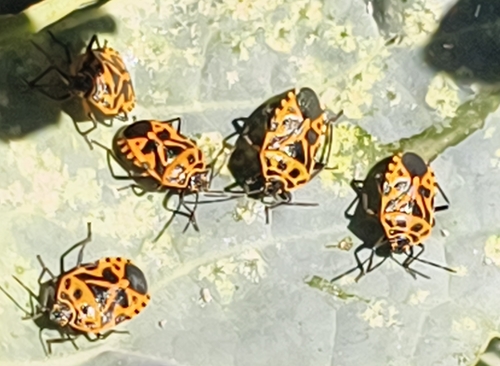 cruciferous bug
