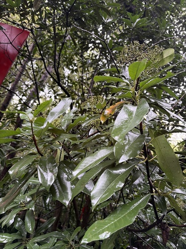 Chinese Photinia