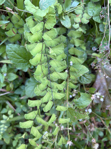Adiantum philippense observed 2026-09-26