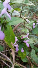 Hypoestes