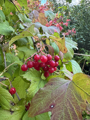 guelder-rose